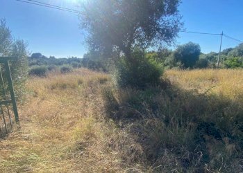 Terreno agricolo SS113, Terrasini - foto 4