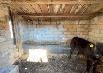 IMG_4535.jpg - Rustico Via Fosso Tantillo Pirato 77, Modica - foto 19