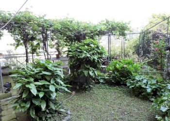 GIARDINO - Trilocale via Vittorio Battaglini 31, Genova (zona Sampierdarena) - foto 17