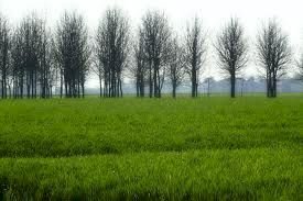 6.jpg - Terreno edificabile Campodoro - foto 2