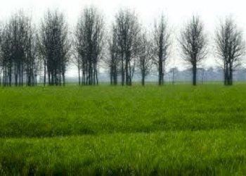 6.jpg - Terreno edificabile Campodoro - foto 2