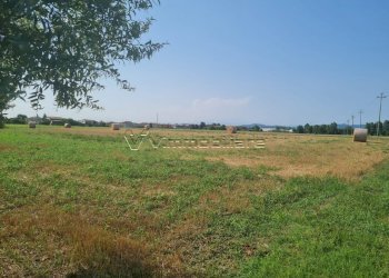 Terreno agricolo via saline, Noventa Vicentina - foto 5