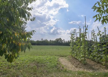 Lombardore 0-13.jpg - Agriturismo Via Vauda 56, Lombardore - foto 12