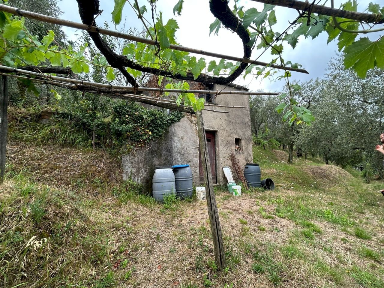 WhatsApp Image 2023-08-04 at 09.27.36 (6).jpeg - Agricultural land Arcola - photo 3