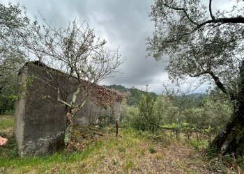 WhatsApp Image 2023-08-04 at 09.27.34 (1).jpeg - Terreno agricolo Arcola - foto 12