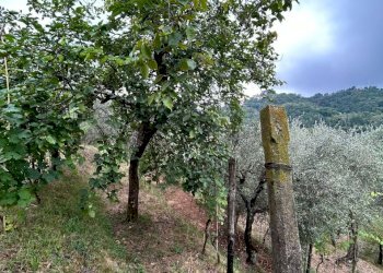 WhatsApp Image 2023-08-04 at 09.27.35.jpeg - Terreno agricolo Arcola - foto 17