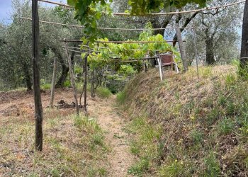 WhatsApp Image 2023-08-04 at 09.27.36 (2).jpeg - Terreno agricolo Arcola - foto 20