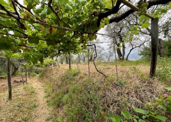 WhatsApp Image 2023-08-04 at 09.27.36 (8).jpeg - Terreno agricolo Arcola - foto 21