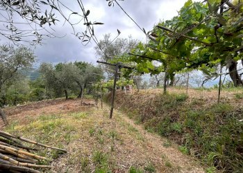 WhatsApp Image 2023-08-04 at 09.27.36 (9).jpeg - Terreno agricolo Arcola - foto 22