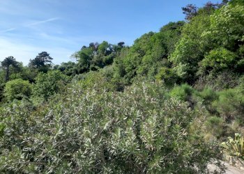 16.jpg - Villa Sarzana - foto 14