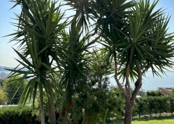 Giardino - Villa via Padre Semeria, 239, Sanremo - foto 7