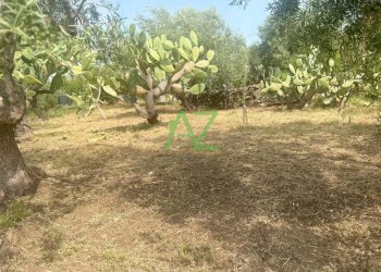 terreno - Terreno agricolo Belpasso - foto 3