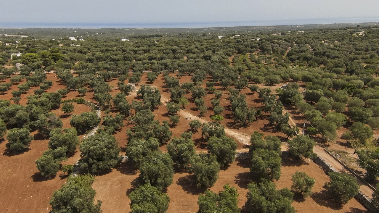 34.JPG - Independent house Contrada Catanzani 18, Carovigno - photo 3