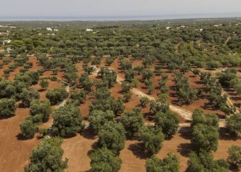 35.JPG - Casa indipendente Contrada Catanzani 18, Carovigno - foto 4