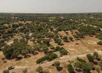 31.JPG - Terreno edificabile contrada acciano, Carovigno - foto 2