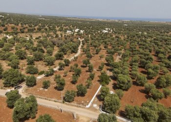 42.JPG - Terreno edificabile Contrada Specchia, Carovigno - foto 3