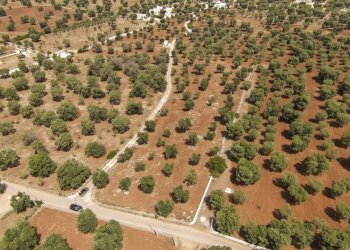 43.JPG - Terreno edificabile Contrada Specchia, Carovigno - foto 4