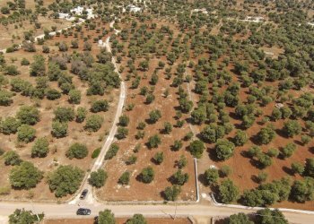 44.JPG - Terreno edificabile Contrada Specchia, Carovigno - foto 5