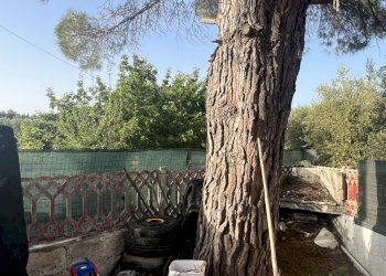 IMG_2019.jpg - Rustico Strada Provinciale 14 4, Ostuni - foto 5