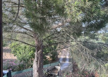 IMG_2044.jpg - Rustico Strada Provinciale 14 4, Ostuni - foto 26