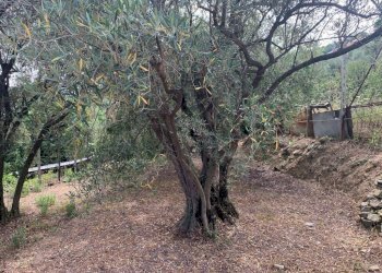 Terreno Segno (8).jpeg - Terreno edificabile Via Nino Bixio, Vado Ligure - foto 7