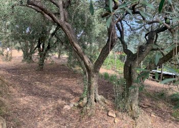 Terreno Segno (16).jpeg - Terreno edificabile Via Nino Bixio, Vado Ligure - foto 13