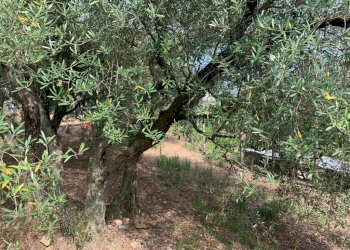 Terreno Segno (20).jpeg - Terreno edificabile Via Nino Bixio, Vado Ligure - foto 17