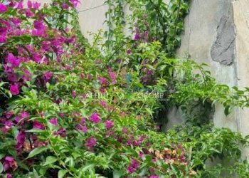 WhatsApp Image 2023-07-21 at 14.31.28 (2).jpeg - Terratetto - Terracielo Via Camponuovo 15, Massa - foto 7