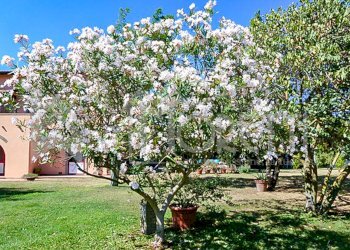 giardino - Agritourism Località San Marco, Rosignano Marittimo - photo 10