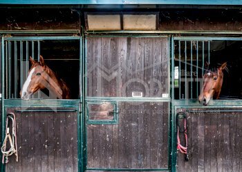 scuderia - Agritourism Località San Marco, Rosignano Marittimo - photo 29