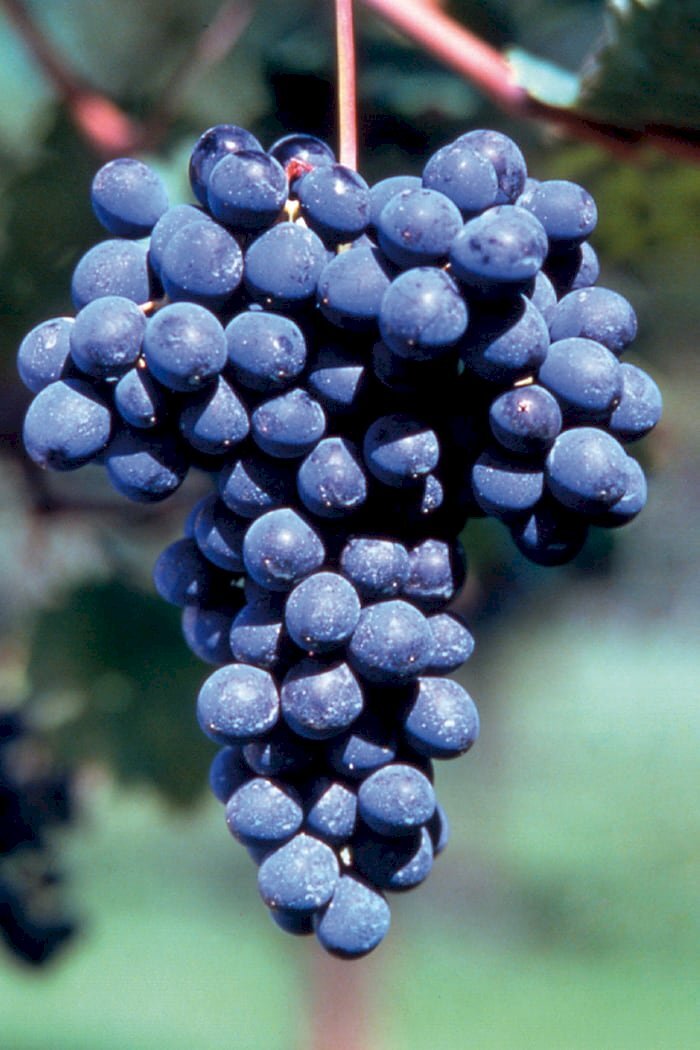 Vigneto Nizza Monferrato - foto 1