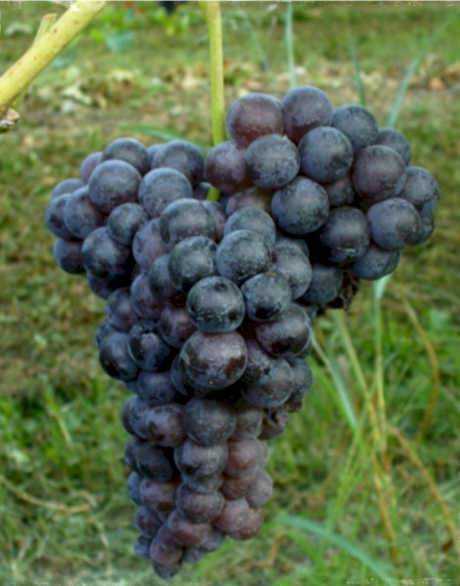 Vigneto Nizza Monferrato - foto 2