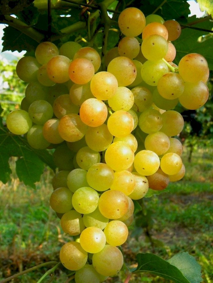 Vigneto Nizza Monferrato - foto 3