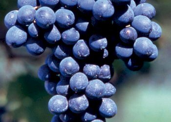 Vigneto Nizza Monferrato - foto 1