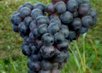 Vigneto Nizza Monferrato - foto 2