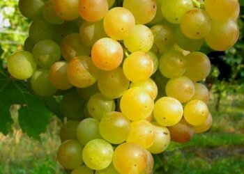 Vigneto Nizza Monferrato - foto 3