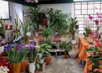 20230420_101715.jpg - Locale Commerciale Via Solferino 2 c, Carrara - foto 1