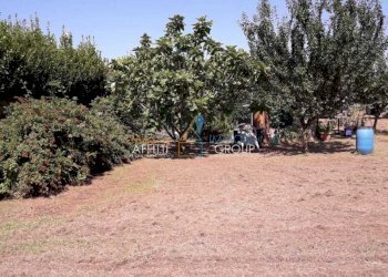 WhatsApp Image 2023-02-22 at 07.50.33.jpeg - Agricultural land Via Romana 117, Massa - photo 5