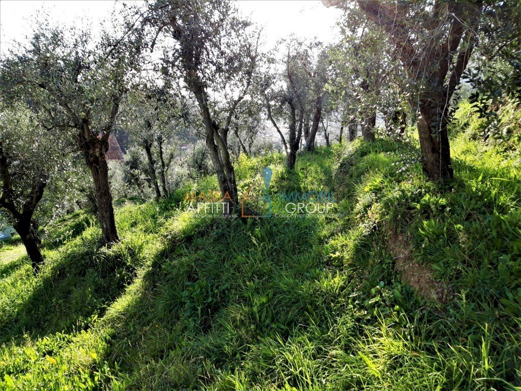OLIVETO (FILEminimizer).jpg - Terreno agricolo Viale XX Settembre 10, Carrara - foto 1