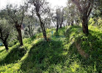 OLIVETO (FILEminimizer).jpg - Terreno agricolo Viale XX Settembre 10, Carrara - foto 1