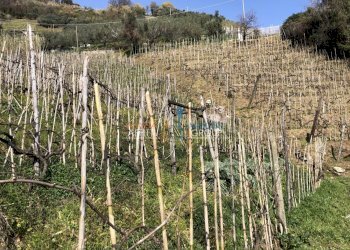 IMG_4619.JPG - Agricultural land Via San Lorenzo 111, Massa - photo 10