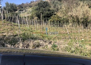 IMG_4632.JPG - Agricultural land Via San Lorenzo 111, Massa - photo 11