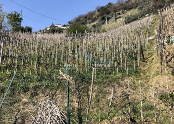 IMG_4618.JPG - Agricultural land Via S. Lorenzo Romagnano 62, Massa - photo 4