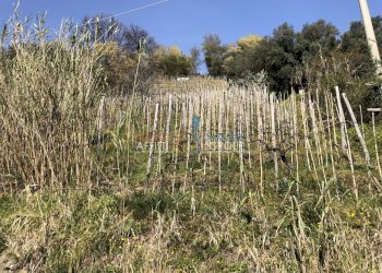 IMG_4626.JPG - Agricultural land Via S. Lorenzo Romagnano 62, Massa - photo 6