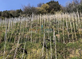 IMG_4630.JPG - Agricultural land Via S. Lorenzo Romagnano 62, Massa - photo 7