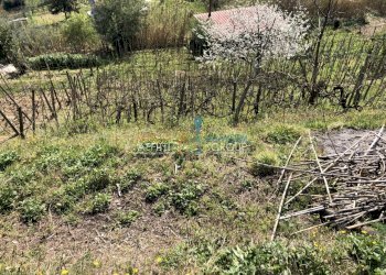 IMG_4631.JPG - Agricultural land Via S. Lorenzo Romagnano 62, Massa - photo 8