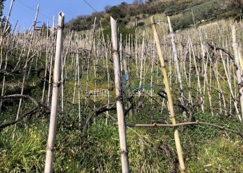 IMG_4620 2.JPG - Agricultural land Via S. Lorenzo Romagnano 62, Massa - photo 9