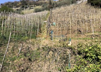 IMG_4617.JPG - Agricultural land Via S. Lorenzo Romagnano 62, Massa - photo 10