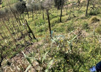 IMG_4623.JPG - Agricultural land Via S. Lorenzo Romagnano 62, Massa - photo 11