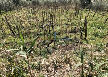 IMG_4622.JPG - Agricultural land Via S. Lorenzo Romagnano 62, Massa - photo 15
